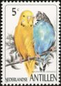 Budgerigar (Melopsittacus undulatus)